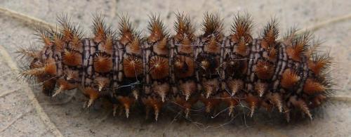 Réf. 205 667 : Melitaea sp.